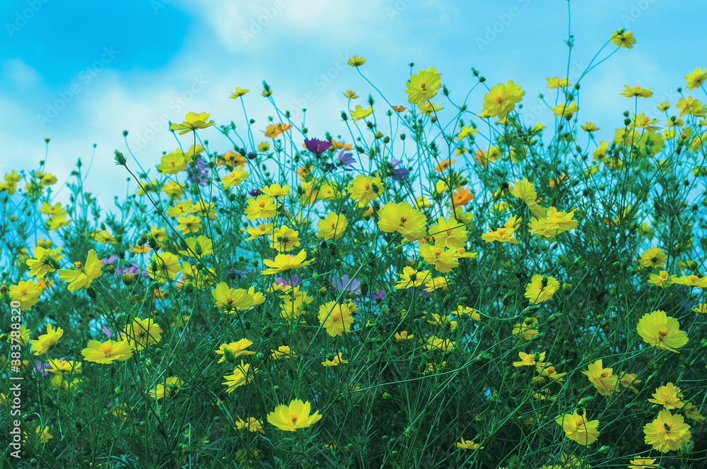 Blooming cosmos flower in the garden with blue sky background Blooming cosmos flower in the garden with blue sky background