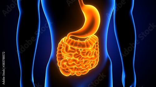 3D Illustration of human digestive system anatomy 