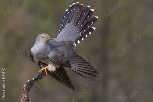 Common cuckoo displaying male, bird in spring Cuculus canorus.
