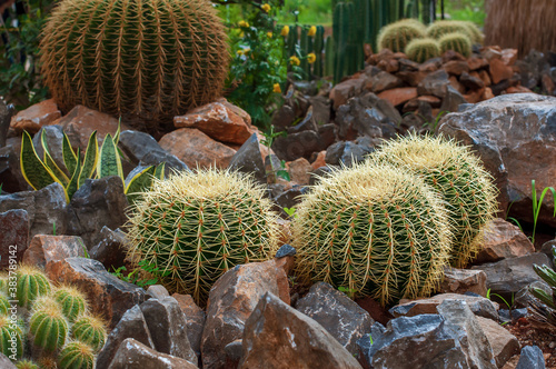 Golden barrel cactus cluster in the garden on rocks stone, well known species of cactus widely cultiv photo