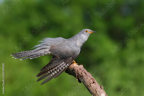 Common cuckoo. Bird. Cuculus canorus.