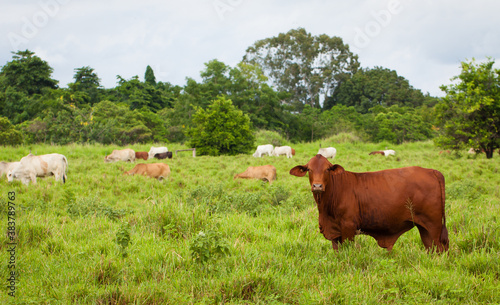 Brahman cattle