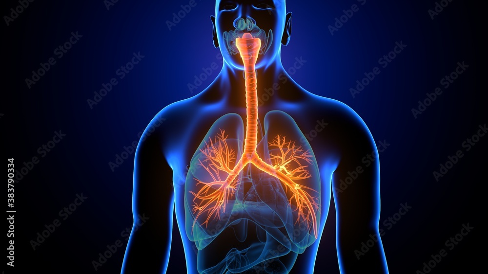 Φωτογραφία 3d illustration of lungs human respiratory system anatomy