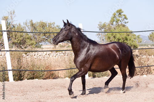 caballo de pura raza menorquina prm horse outdoor rolling