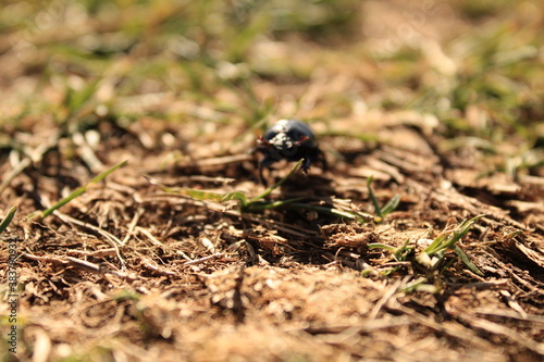 Little beetle on the hiking trail