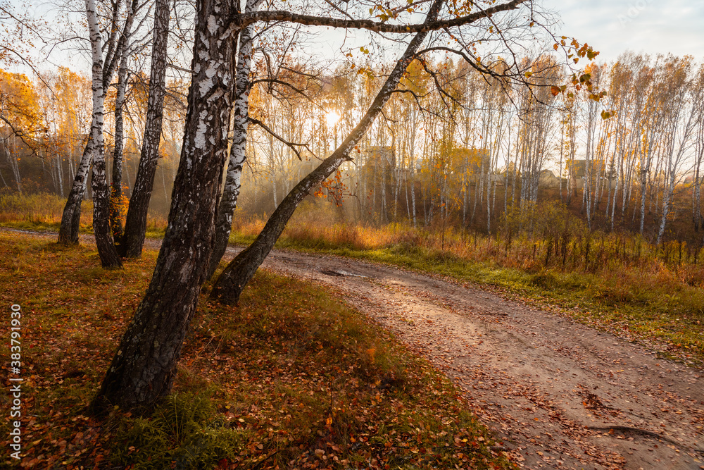 Fototapeta premium Beautiful sunrise in autumn birch forest. Autumn landscape.