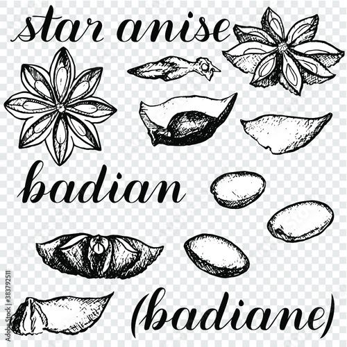 Star anise vector illustration. Spices. Badian, badiane hand drawn. Black and white on a transparent background. Coloring book	