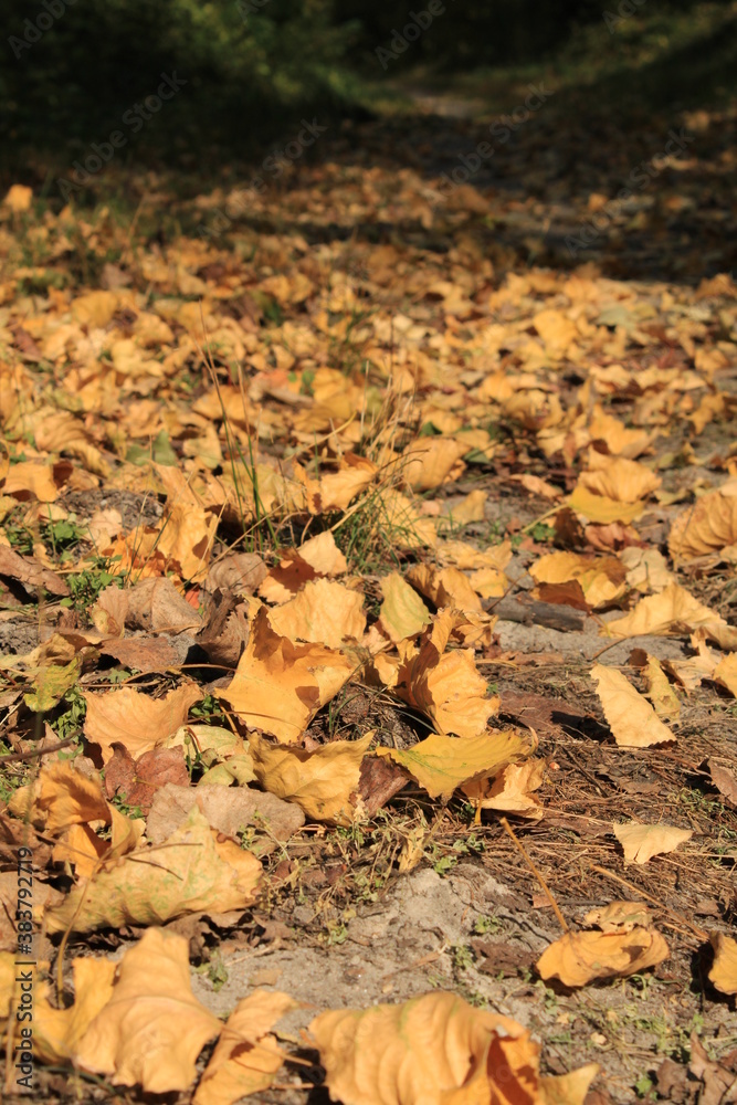 Vertical shot of autumn leaves on the ground
Vertical shot of autumn leaves on the ground