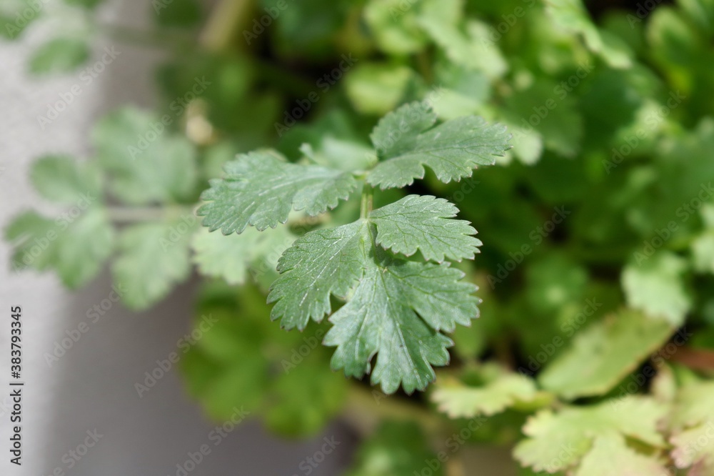 Close up of a coriander plant Close up of a coriander plant