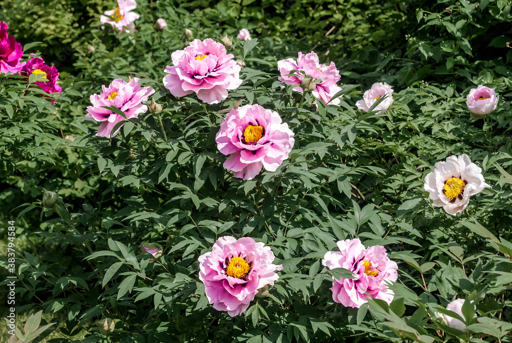 Moutan Tree Peony (Paeonia suffruticosa) in park Moutan Tree Peony (Paeonia suffruticosa) in park