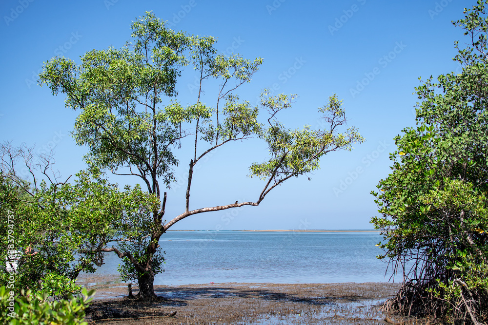 Mangrove trees by the ocean, Ngwesaung, Myanmar Mangrove trees by the ocean, Ngwesaung, Myanmar