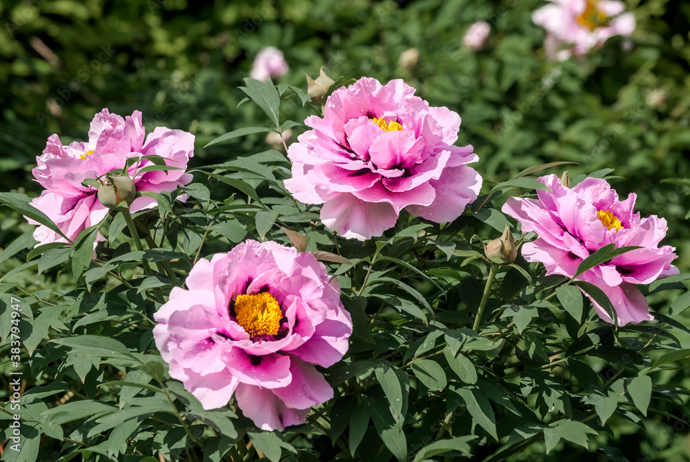 Moutan Tree Peony (Paeonia suffruticosa) in park Moutan Tree Peony (Paeonia suffruticosa) in park