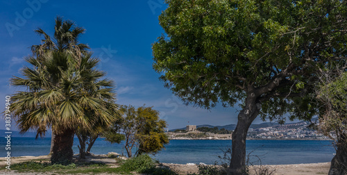 palm tree on the beach © Sezgin