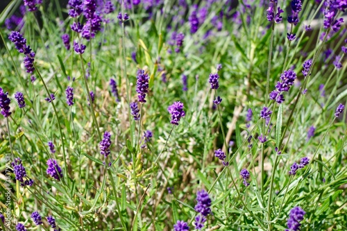 field of lavender © T