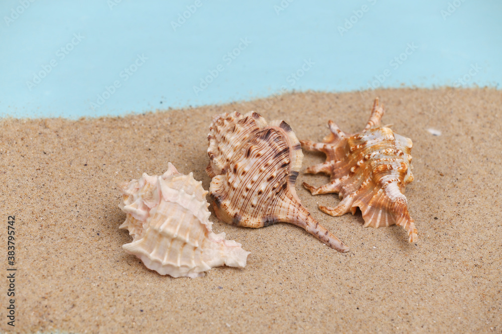 Seashells on the sand. Beach rest Concept Seashells on the sand. Beach rest Concept