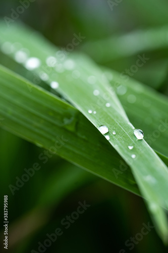 a drop of dew on a green leaf, macro