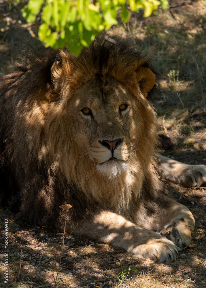 portrait of a lion