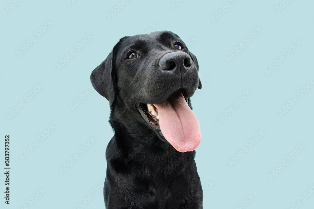 Happy black labrador puppy dog sticking out a big tongue. Isolated on blue background. Happy black labrador puppy dog sticking out a big tongue. Isolated on blue background.