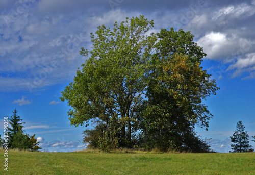Esche im Herbstwind, Farrenberg, Schwäbische Alb, Fraxinus excelsior, ash tree © JRG