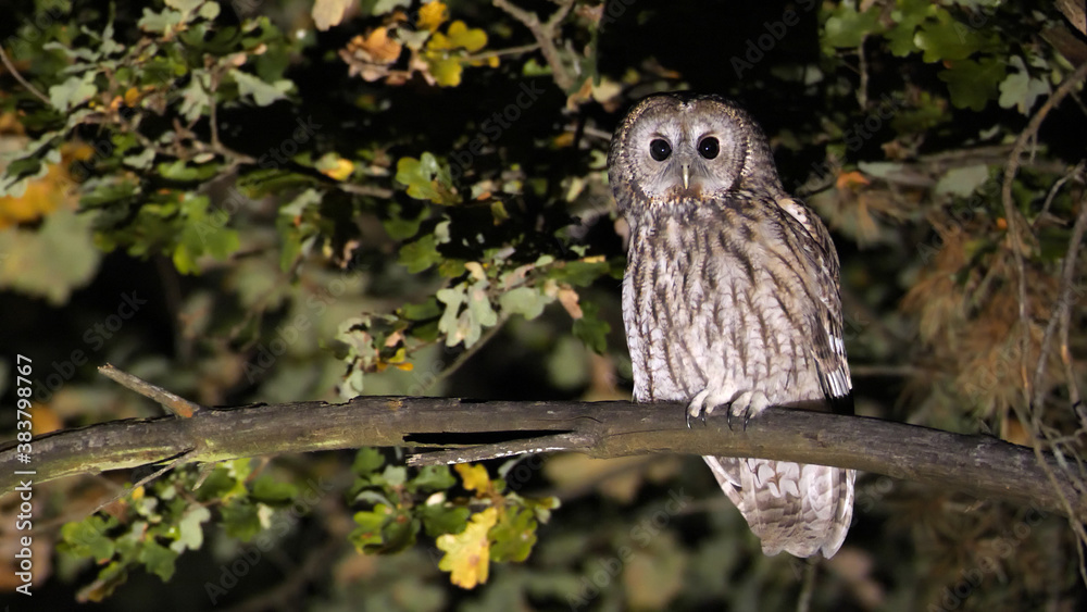 Tawny owl. Bird on a tree. Strix aluco Tawny owl. Bird on a tree. Strix aluco