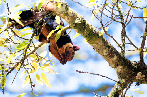 Malabar giant squirrel © S. Job