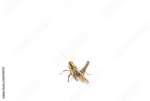 Grasshoppers are hostile poultry, destroying, eating vegetables and gardeners' agricultural produce on a white background.