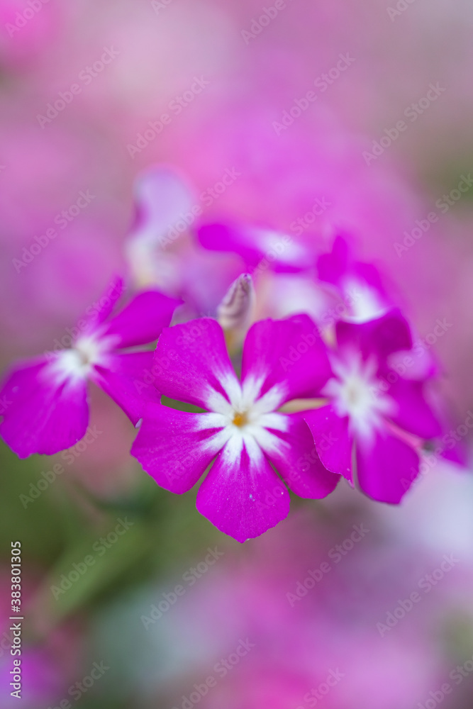 Macro image of a bunch of pink phlox drummondii flowerwith soft green background. Macro image of a bunch of pink phlox drummondii flowerwith soft green background.