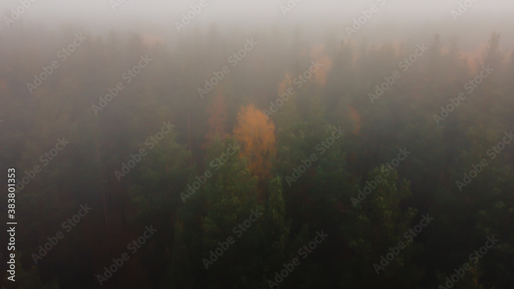 Beautiful nature in autumn in the forest Beautiful nature in autumn in the forest