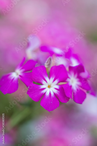 Macro image of a bunch of pink phlox drummondii flowerwith soft green background.