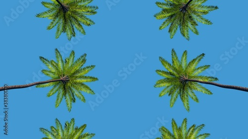 Palm Trees Passing by Under Sunny Blue Skies. Driving on a Street Lined with Palm Trees Looking Up. Like in Los Angeles Beverly Hills, California. 3d rendering. Loopable
