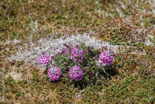 Wooly Lousewort (Pedicularis lanata) at St. George Island, Pribilof Islands, Alaska, USA
