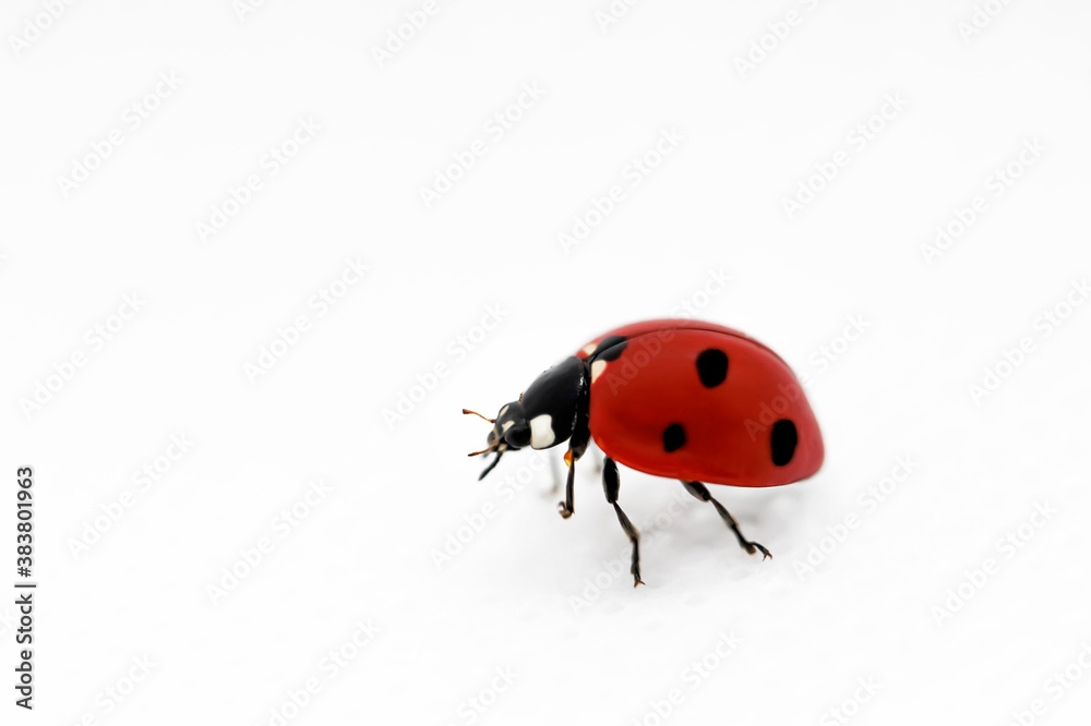 Ladybug on a white background. Close-up. White background. Isolate Ladybug on a white background. Close-up. White background. Isolate