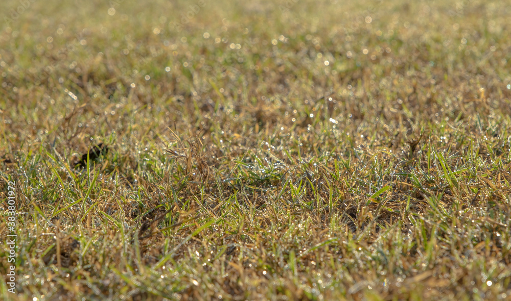 Green grass with dewdrops at sunrise. Soft focusю  Orlovka village, Reni raion, Odessa oblast