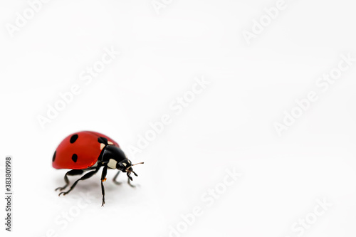 Ladybug on a white background. Close-up. White background. Isolate © Эльвира Турсынбаева