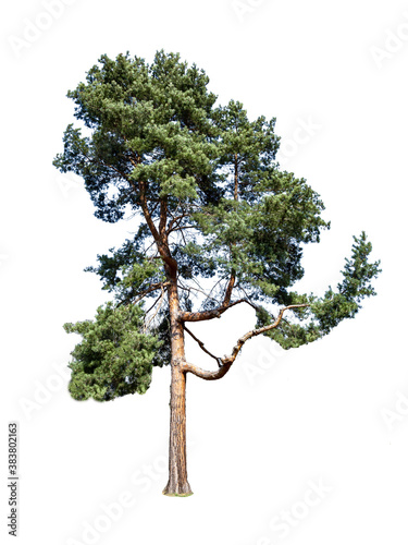 Waldkiefer Pinus sylvestris isoliert auf weißen Hintergrund photo