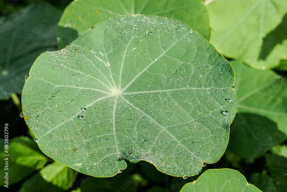 Garden Nasturtium (Tropaeolum majus) in garden Garden Nasturtium (Tropaeolum majus) in garden