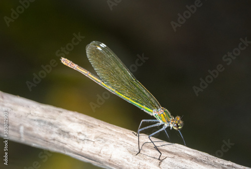 stunning scene with dragonfly sitting on a branch in its natural habitat