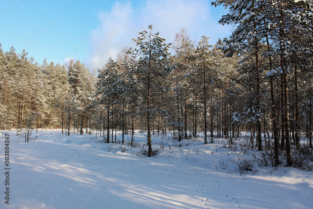 Beautiful winter pine forest on a sunny day. Hare footprints in the snow. Beautiful winter pine forest on a sunny day. Hare footprints in the snow.
