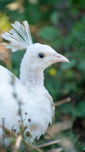 close up of a white peacock