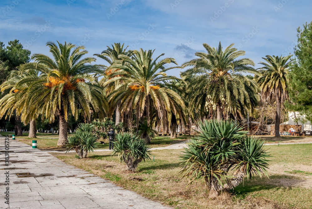 Canary Island Date Palm (Phoenix canariensis) in park, Abkhazia Canary Island Date Palm (Phoenix canariensis) in park, Abkhazia