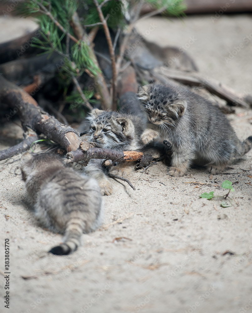 Obraz premium Pallas's cat (Otocolobus manul). Manul is living in the grasslands and montane steppes of Central Asia. Little cute baby manul. Learning process. Small wild kitten. First step