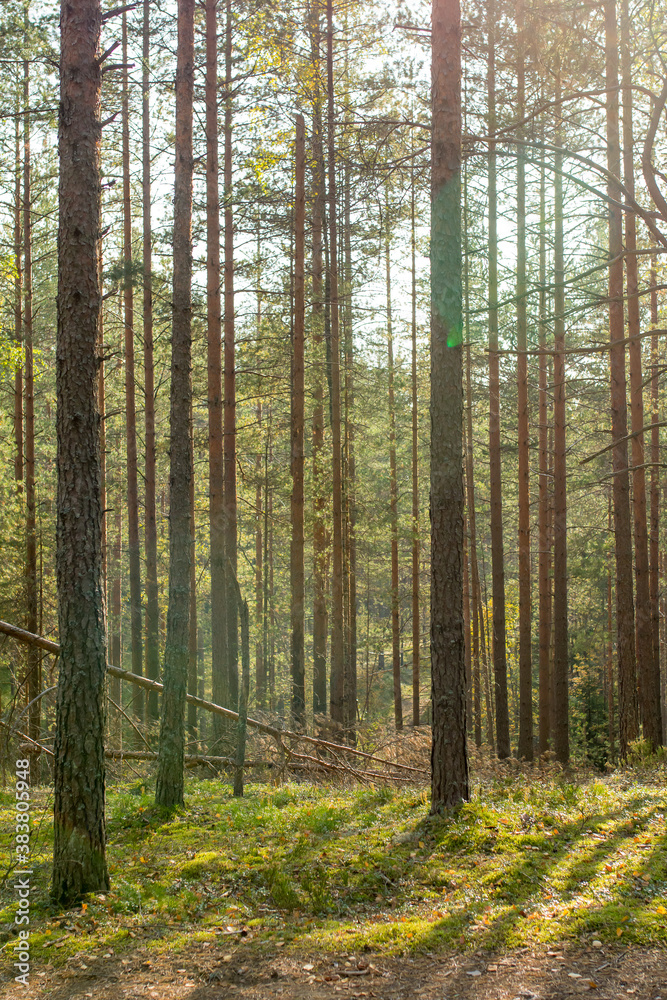 autumn forest in the morning. The sun's rays break through the trees. Pine forest and green moss, sunlight shining through the forest autumn forest in the morning. The sun's rays break through the trees. Pine forest and green moss, sunlight shining through the forest