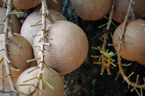 Many cannonball fruit on tree or Couroupita guianensis in the garden. photo