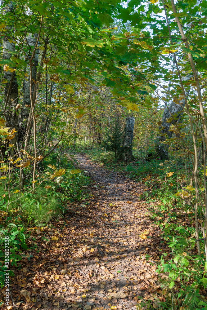 Autumn forest nature. Bright sunny day in the forest. Nature landscape with sunlight. Forest near Moscow. Autumn forest nature. Bright sunny day in the forest. Nature landscape with sunlight. Forest near Moscow.