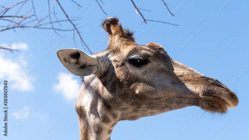 Obraz premium close up of giraffe head