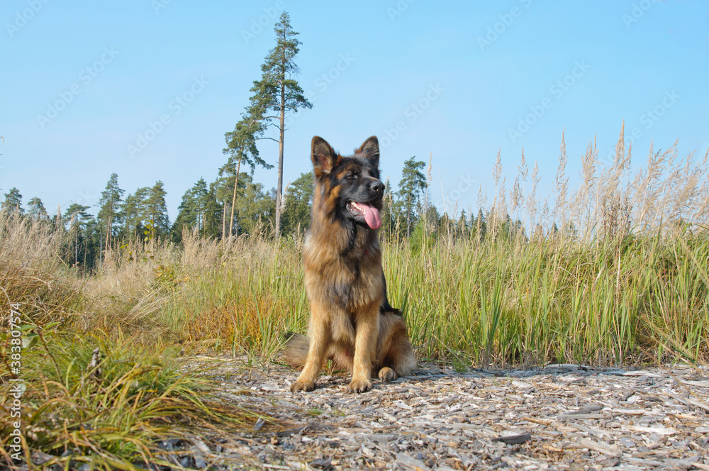 Purebred german shepherd guard dog sitting and looking at distance