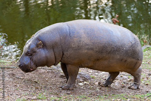 pygmy hippo walking on the ground