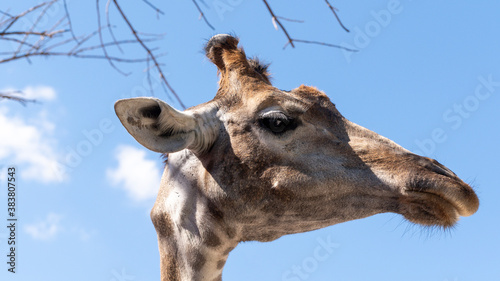 Photography close up of giraffe head