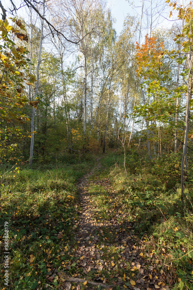 Autumn forest nature. Bright sunny day in the forest. Nature landscape with sunlight. Forest near Moscow. Autumn forest nature. Bright sunny day in the forest. Nature landscape with sunlight. Forest near Moscow.