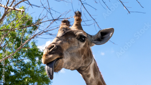 Canvas Print portrait of a giraffe, a giraffe shows its tongue